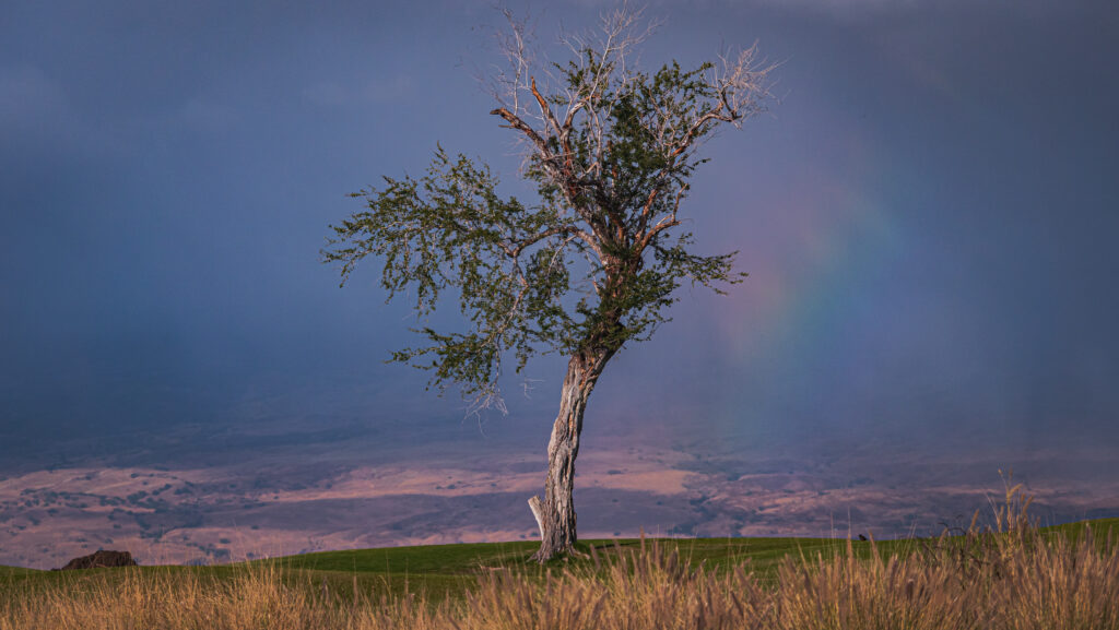 Solitary tree silhouette with sparse branches under dramatic sky and subtle rainbow hues wallpaper