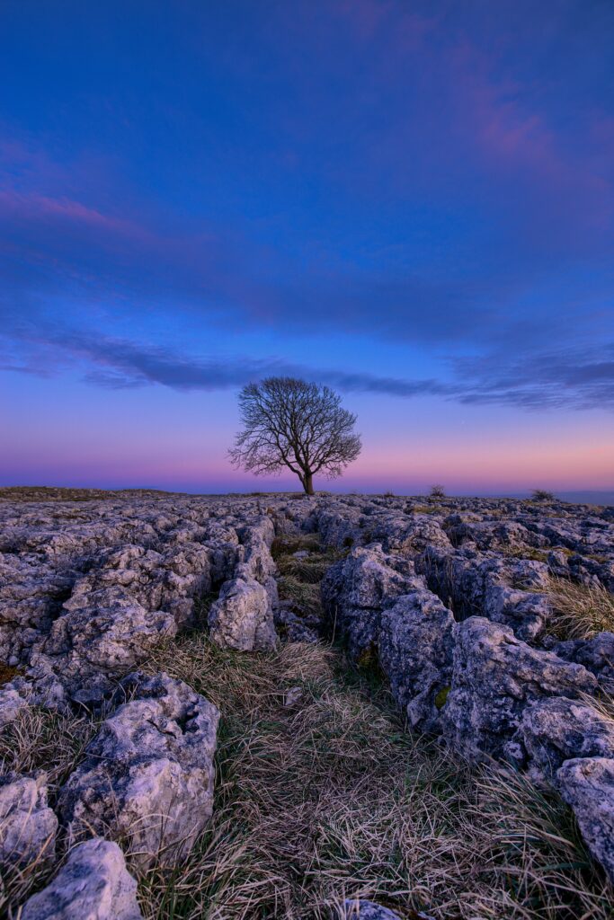 Solitary tree at dawn with purple pink sky rugged stones and grassy landscape wallpaper background