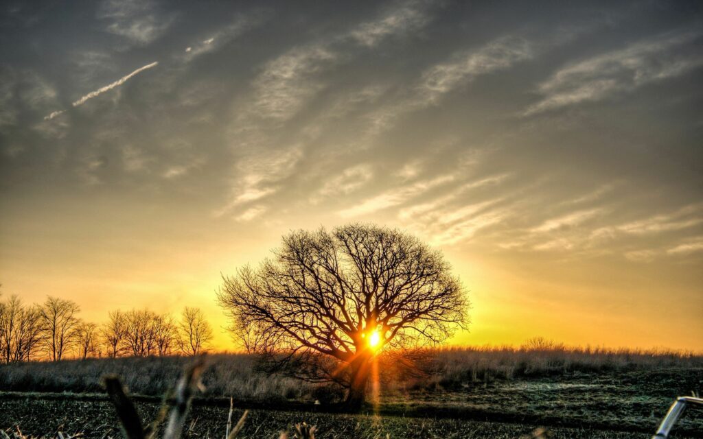 Solitary tree in open field at golden sunset with streaked clouds and warm vibrant sky colors Wallpaper