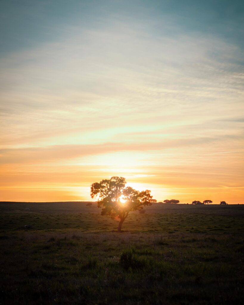 Solitary tree in golden sunset light casting shadows on vast grassy field under serene sky Wallpaper