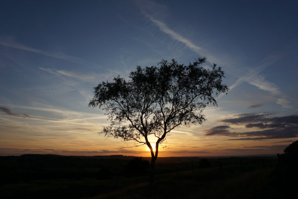 Solitary tree at sunset with sun rays piercing branches and vibrant blue orange golden sky Wallpaper