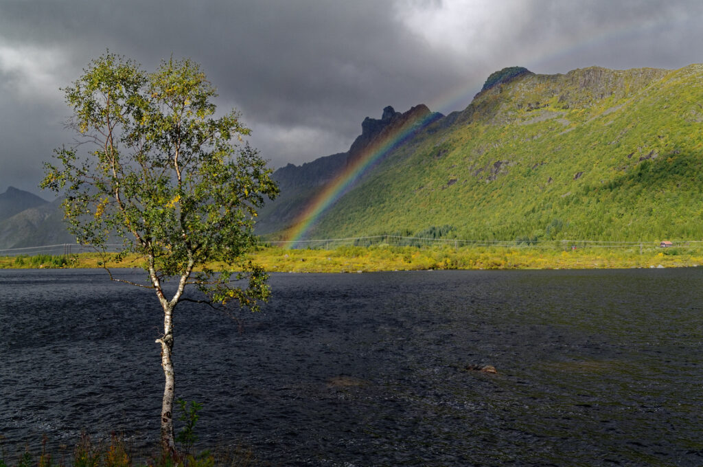 Solitary tree by river under cloudy sky with rainbow over green mountains vibrant landscape wallpaper