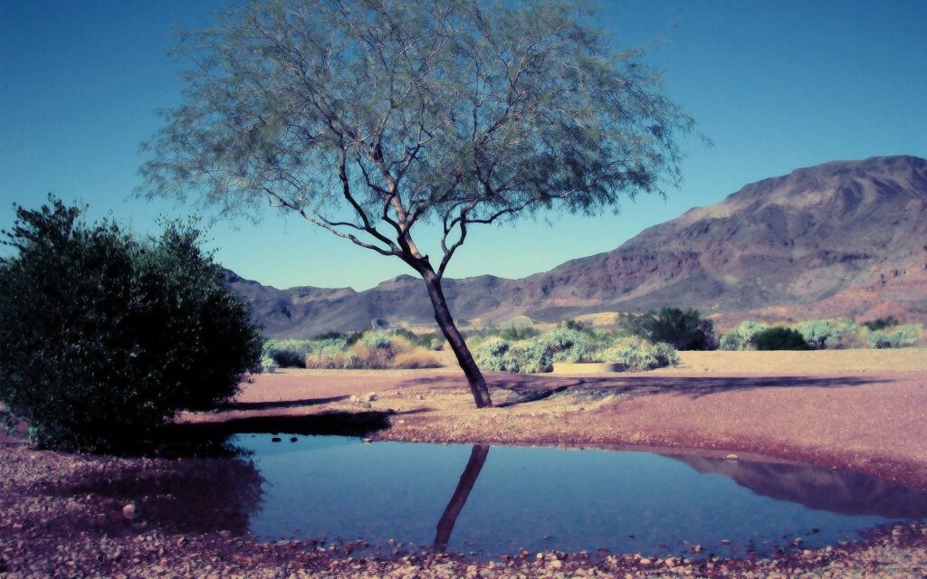 Solitary tree and dense bush near reflective pool with desert mountains under clear blue sky wallpaper