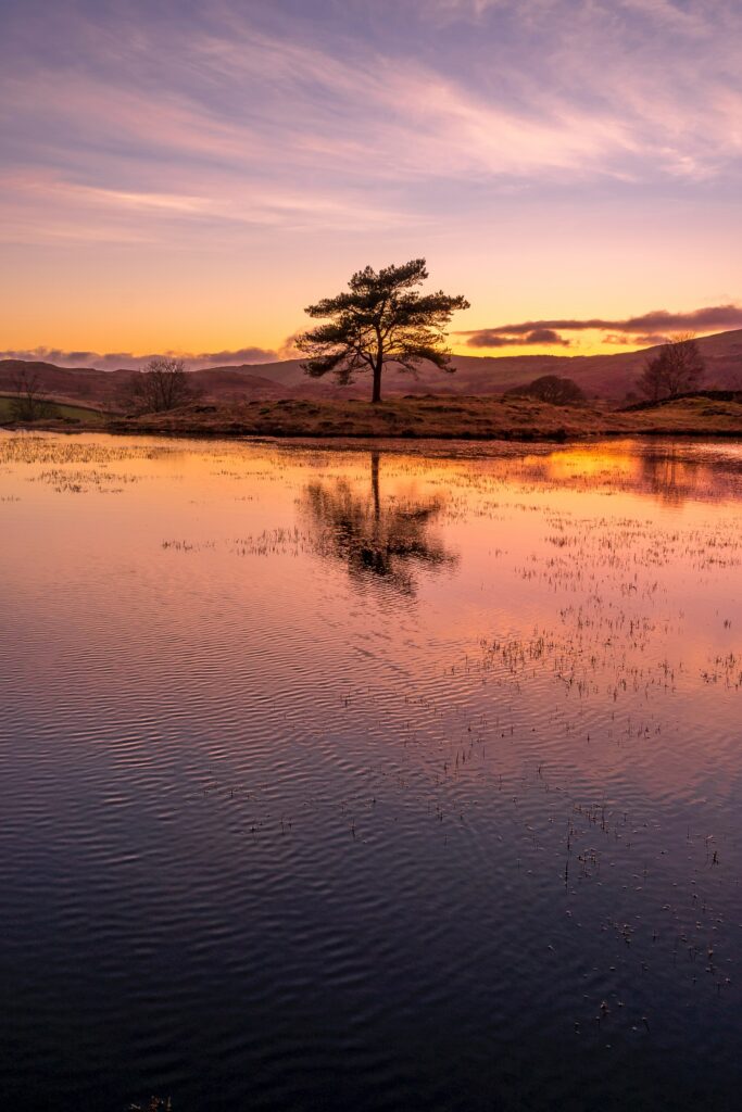 Solitary tree reflects on calm lake at sunset with pastel orange purple pink sky serene landscape Wallpaper