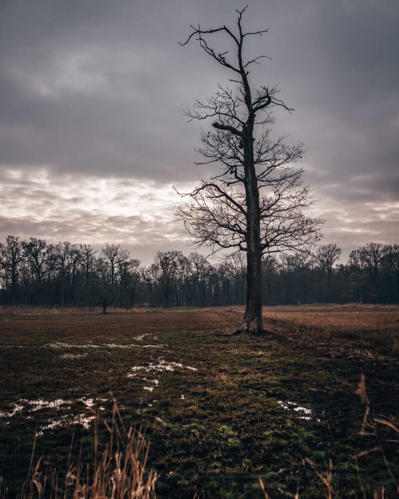 Solitary tree in autumn field with overcast twilight sky and reflective water patches wallpaper