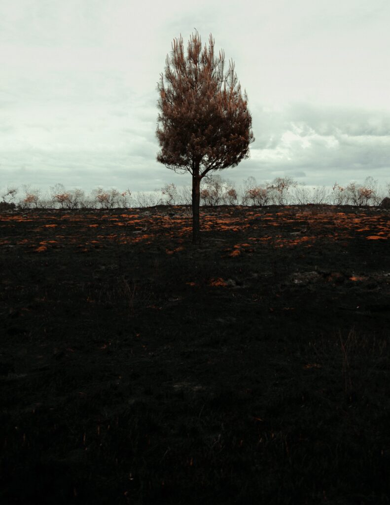 Solitary tree in vast dark field with muted horizon minimalist landscape wallpaper background