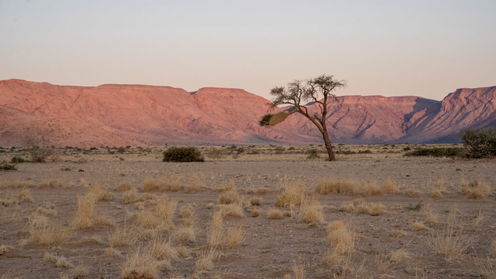 Solitary tree in desert with dry grasses and mountains glowing under soft sunset sky wallpaper background