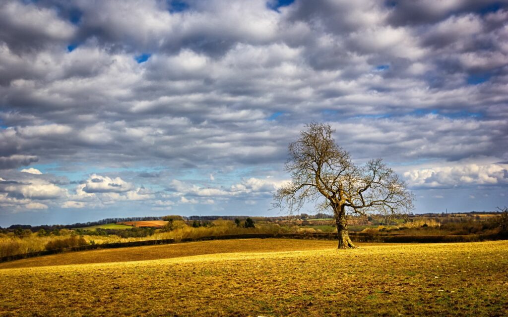Solitary tree in golden field under dramatic cloudy sky peaceful countryside wallpaper background