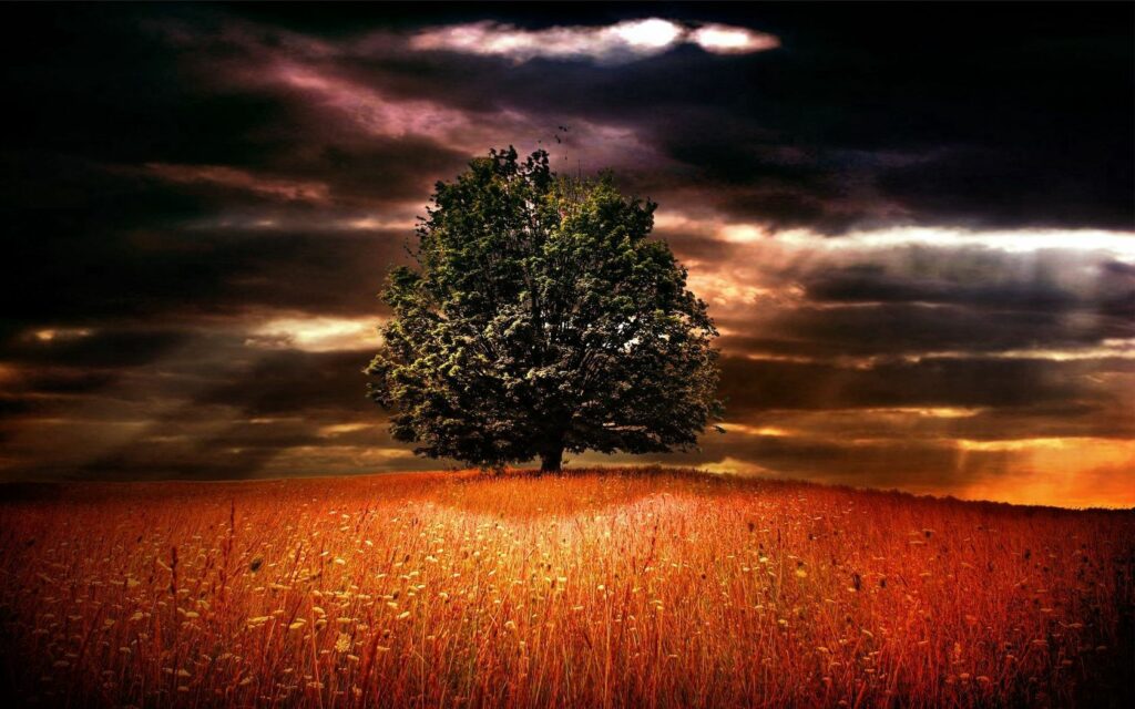 Solitary tree in golden field under dramatic colorful sky with warm light and contrasting shadows Wallpaper