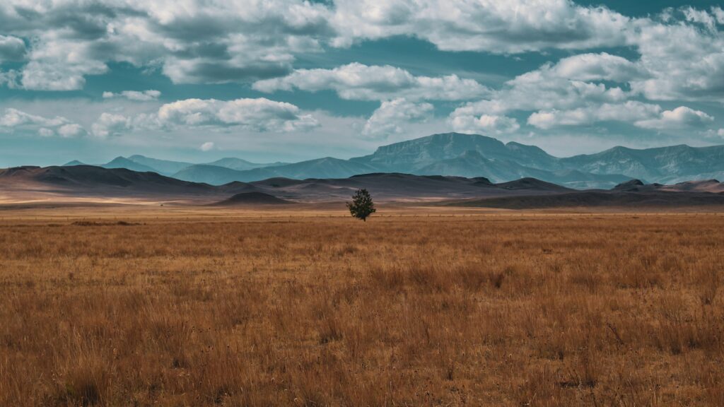 Solitary tree in golden field under dramatic clouds with mountains and vibrant blue sky wallpaper