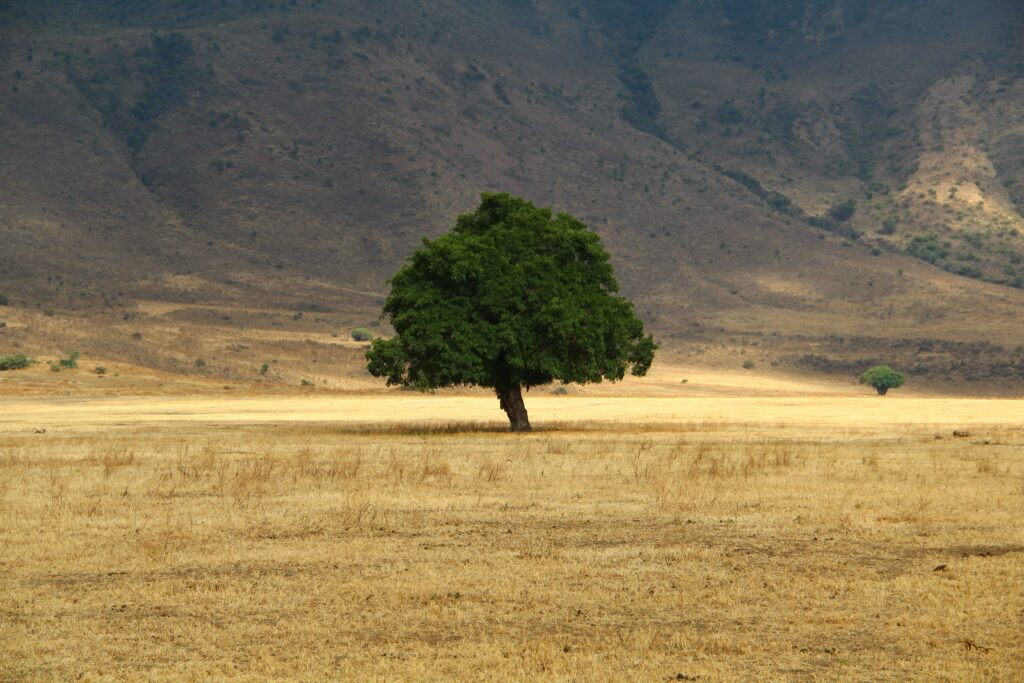 Solitary tree in golden dry grass field with rugged mountains background serene landscape wallpaper