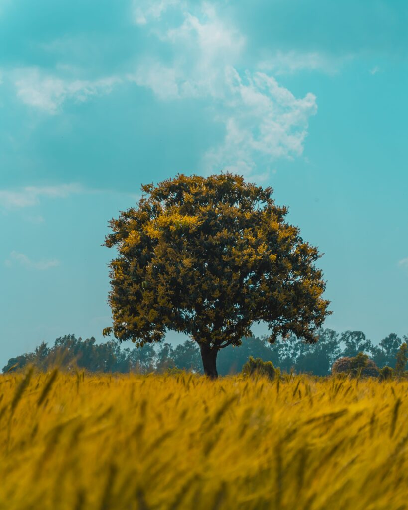 Solitary tree in golden rye field under bright blue sky with fluffy clouds peaceful landscape Wallpaper