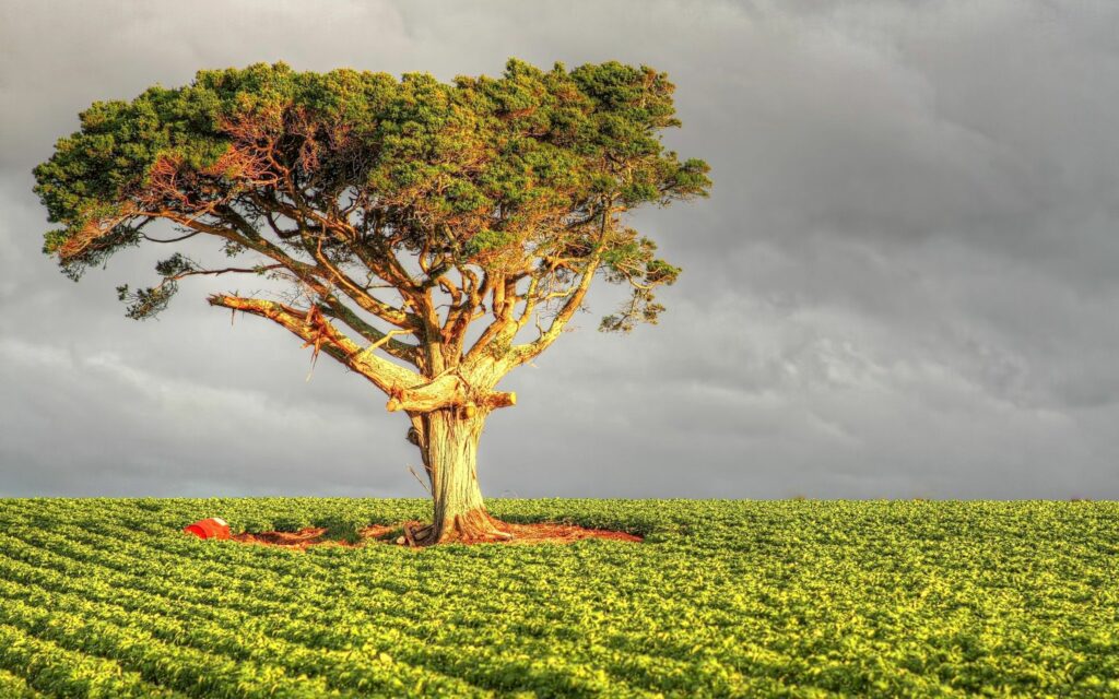 Solitary tree in lush green field under dramatic sky with sunlight highlighting vibrant landscape Wallpaper