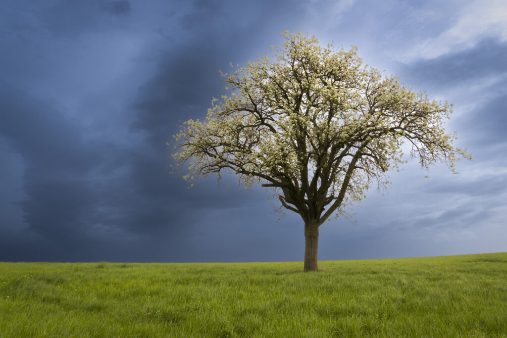 Solitary tree in lush green field with vibrant grass and dramatic sky serene nature wallpaper