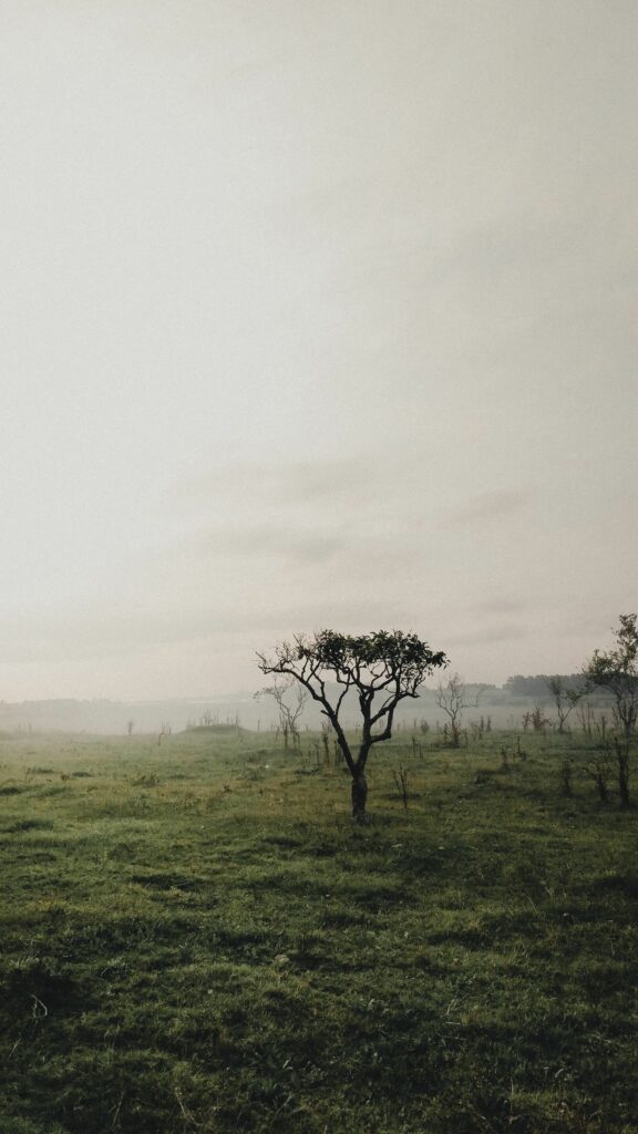 Solitary tree in misty field with lush green grass and low bushes serene natural landscape wallpaper