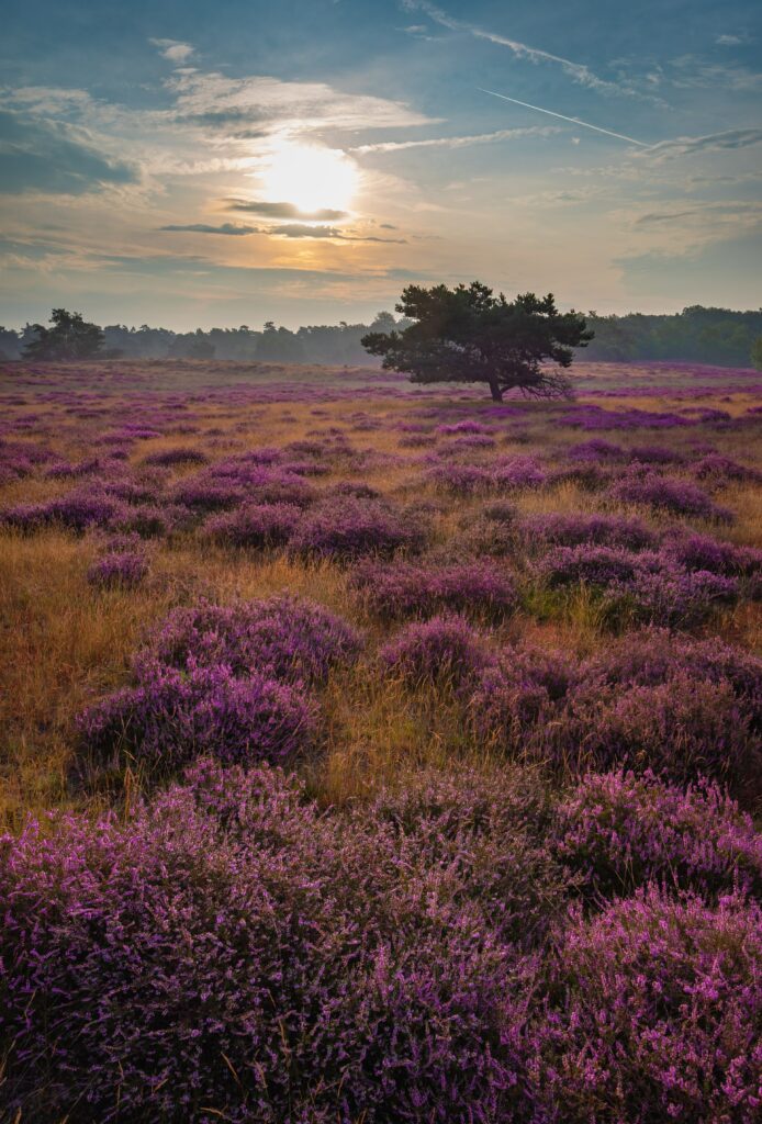 Solitary tree in purple flower field bathed in sunlight under serene blue sky landscape wallpaper