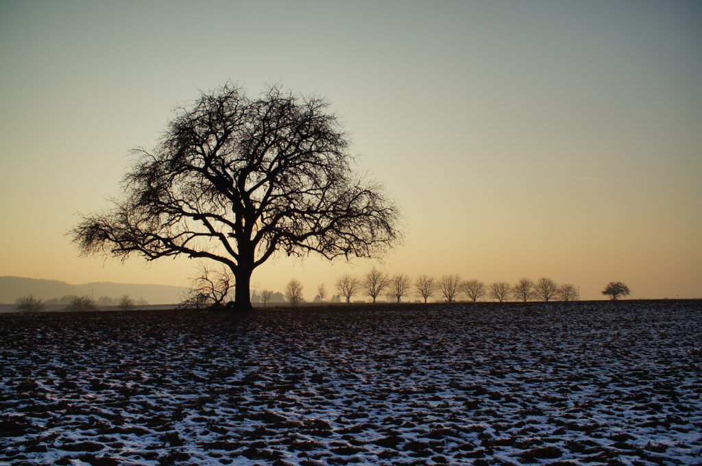 Solitary tree in snowy field at dusk with golden sky and distant trees winter landscape wallpaper