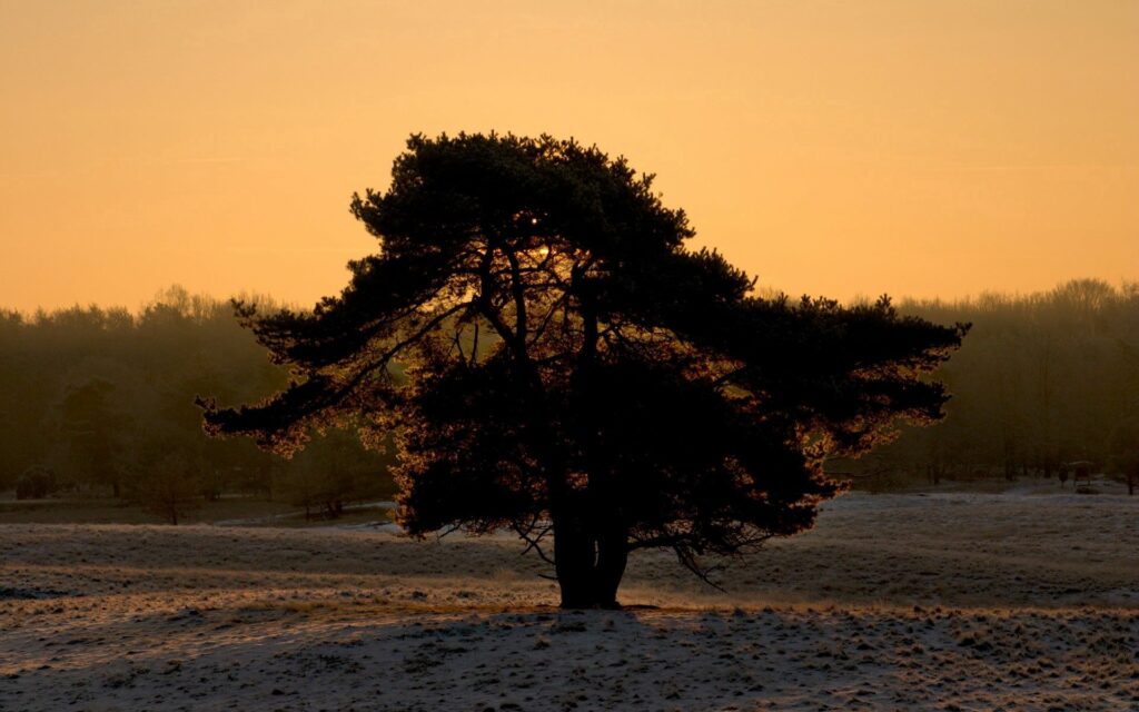 Solitary tree silhouette in snowy field at dusk glowing with golden evening light winter landscape Wallpaper