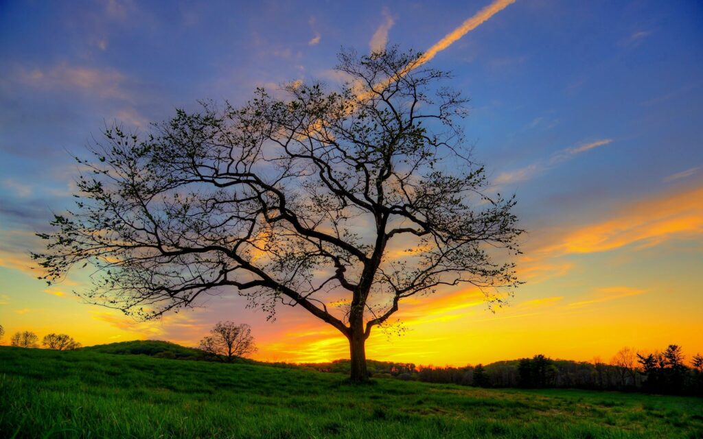 Solitary tree in grassy field at sunset with vibrant blue and orange sky wallpaper background