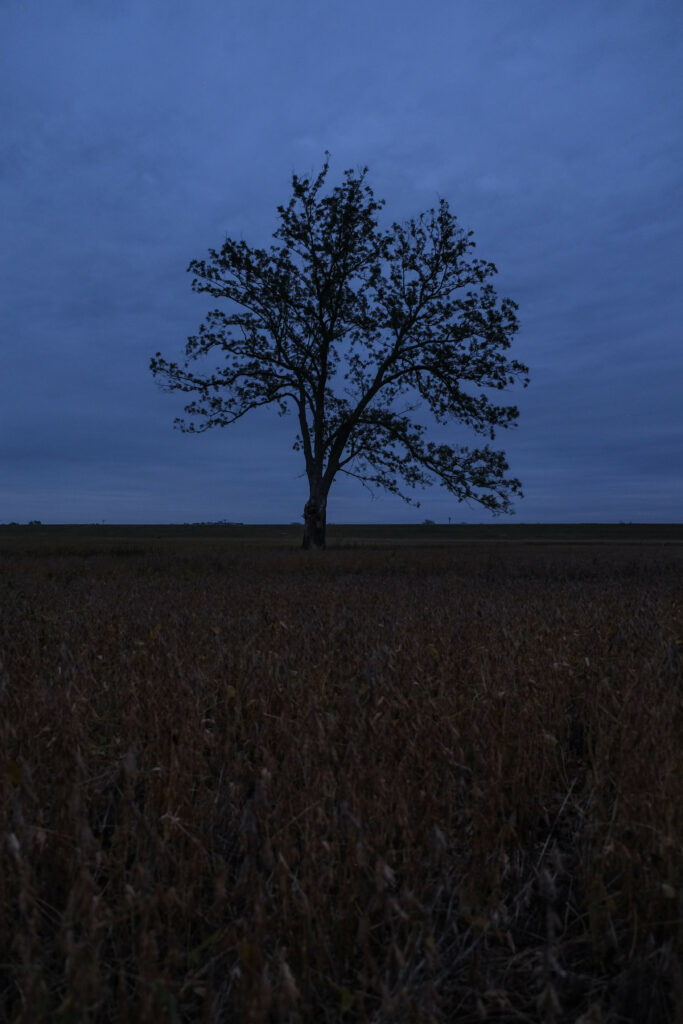 Solitary tree silhouetted against dusky blue sky in vast serene field minimalist twilight landscape Wallpaper