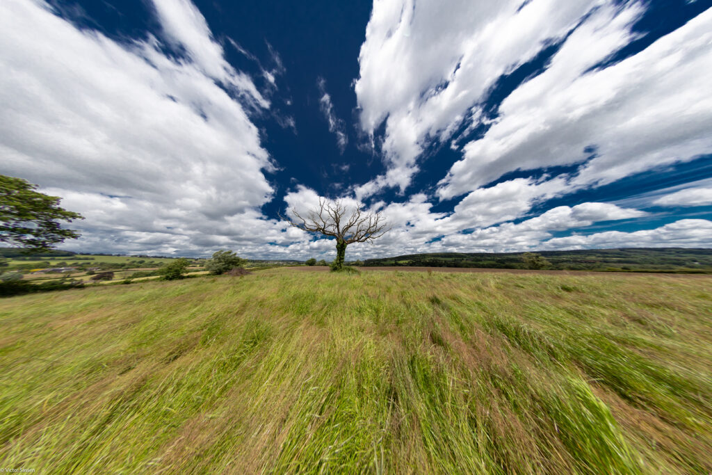 Solitary tree in vast grassy field under dynamic blue sky with sweeping clouds dramatic nature wallpaper