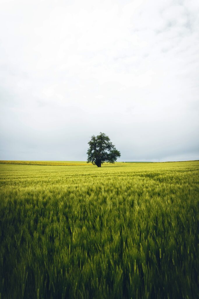 Solitary tree in vast green field under cloudy sky serene minimalist nature landscape wallpaper