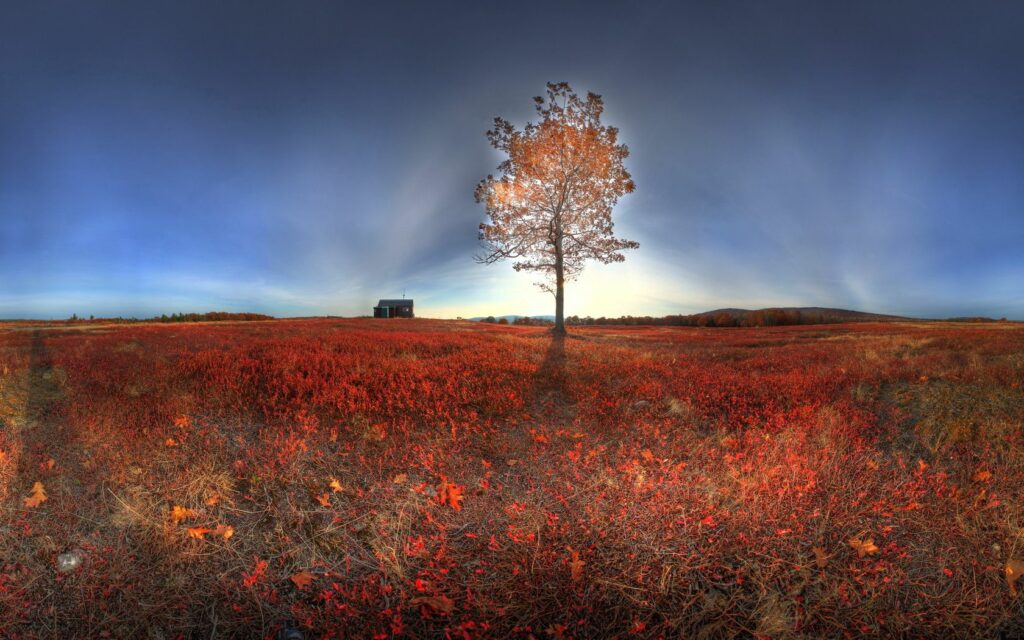 Solitary tree in vibrant autumn landscape with red orange leaves under deep blue sky sunlight Wallpaper