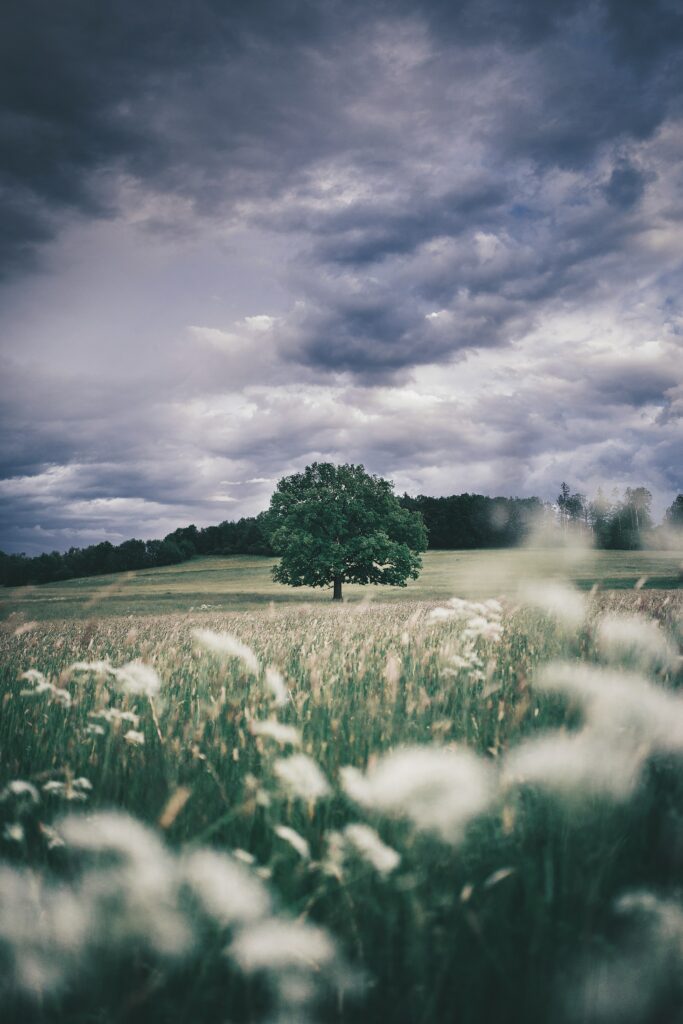 Solitary tree in green field with tall grass white seed heads under dramatic cloudy sky wallpaper