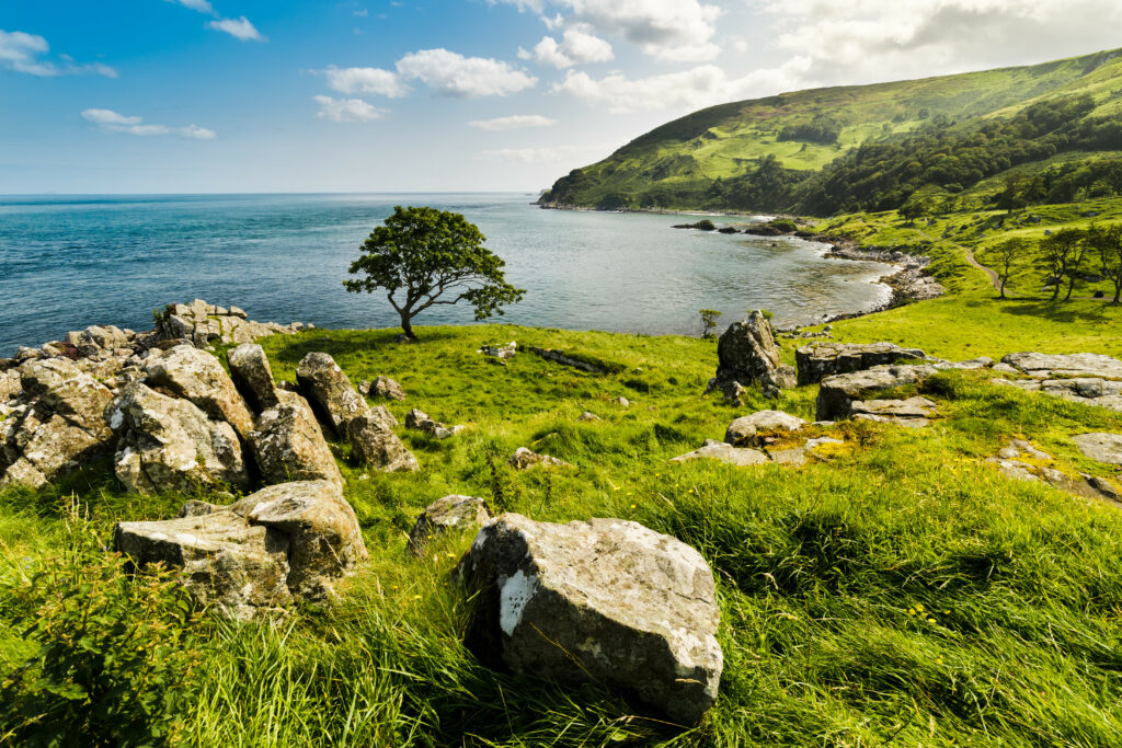 Solitary tree on green coastline with rocky shore calm blue sea and rolling hills under bright sky Wallpaper