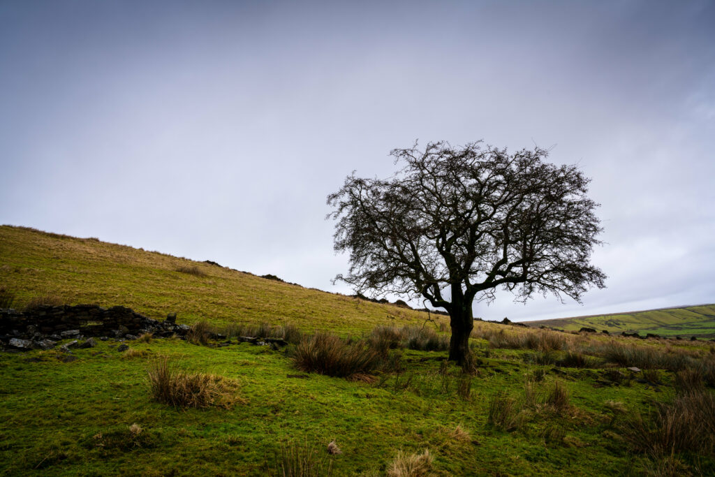 Solitary tree on lush green field under moody overcast sky calm serene nature wallpaper background
