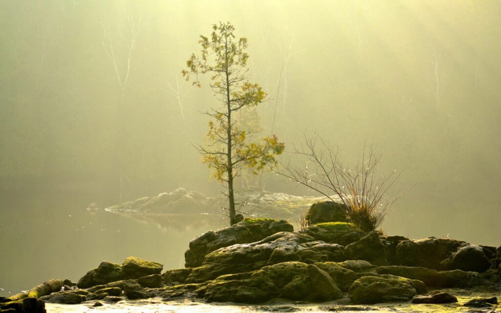 Solitary tree on mossy rocks by water under golden sunlight in misty serene natural landscape Wallpaper