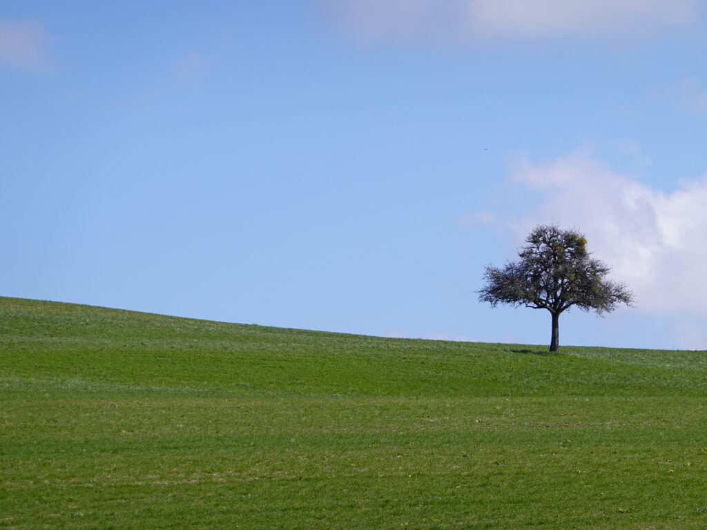 Solitary tree on rolling green field under clear blue sky peaceful nature landscape wallpaper