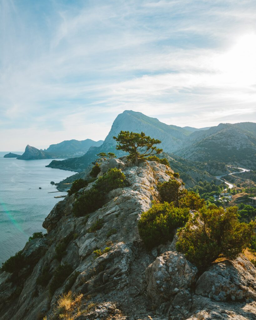 Solitary tree on rugged cliff with vibrant green leaves overlooking shimmering blue sea wallpaper