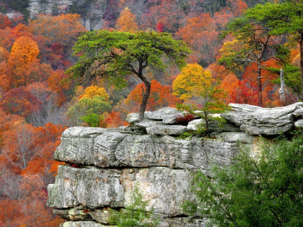 Solitary tree on rugged cliff with vibrant orange red yellow autumn forest background wallpaper