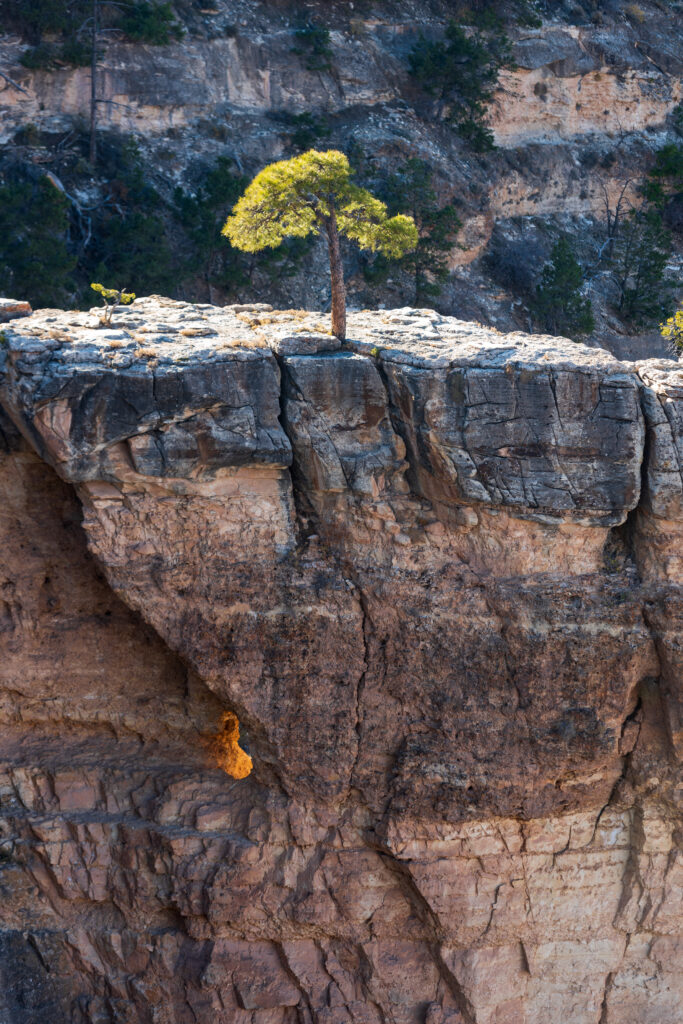 Solitary tree on rugged rock cliff bathed in sunlight vibrant green against earthy stone background Wallpaper