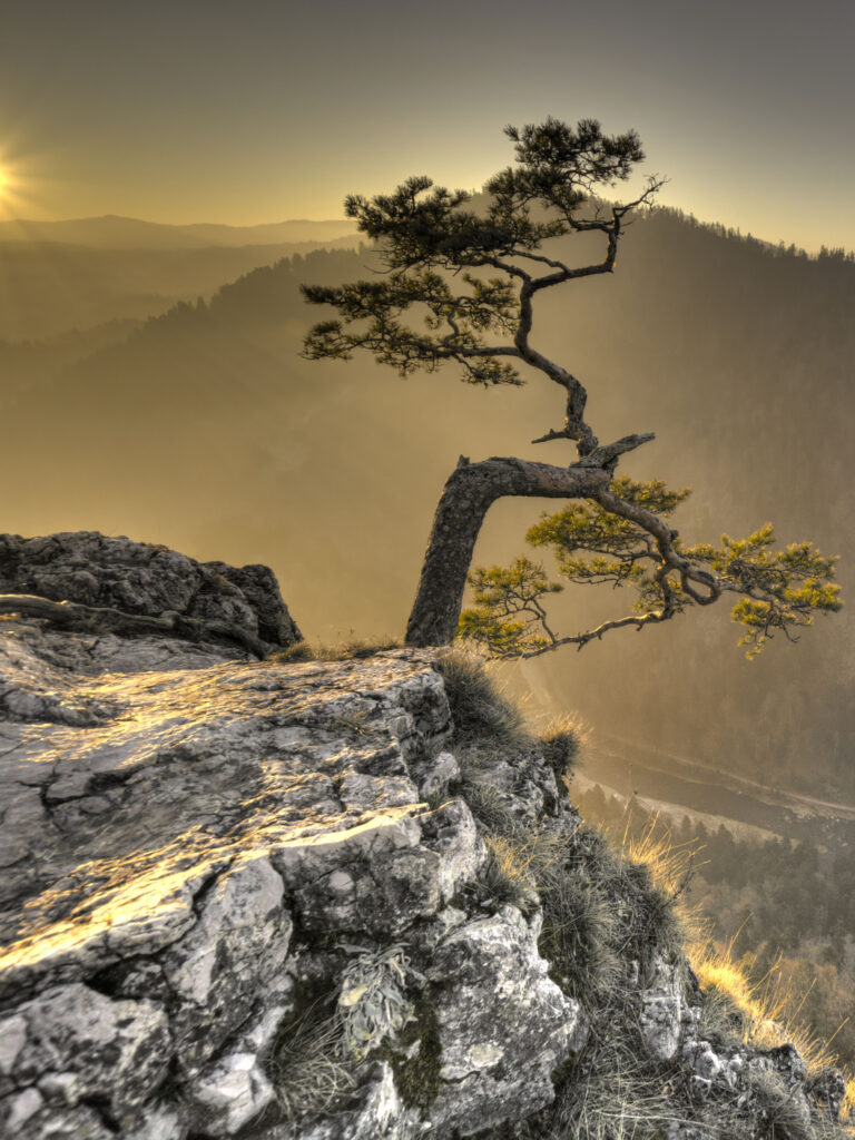 Solitary twisted tree on rugged cliff with golden sunlight over misty valley nature wallpaper