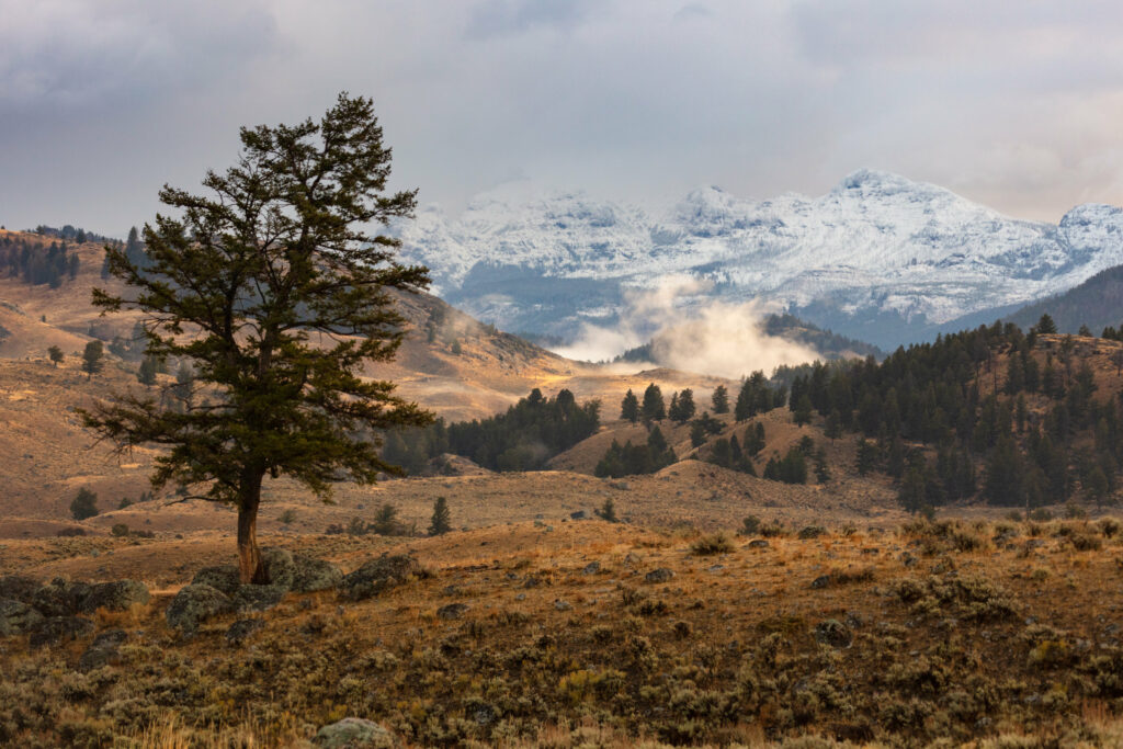 Solitary tree on rugged hillside with rolling hills and misty snow-capped mountains background Wallpaper