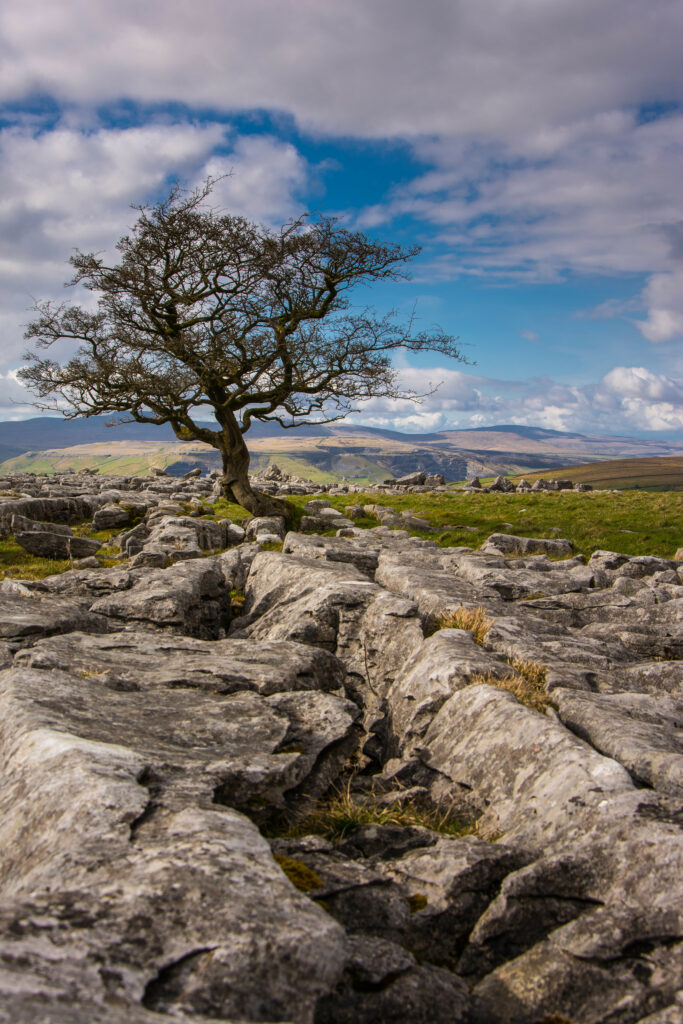 Solitary tree on rugged stones with mountains and dynamic sky in rich earthy tones wallpaper