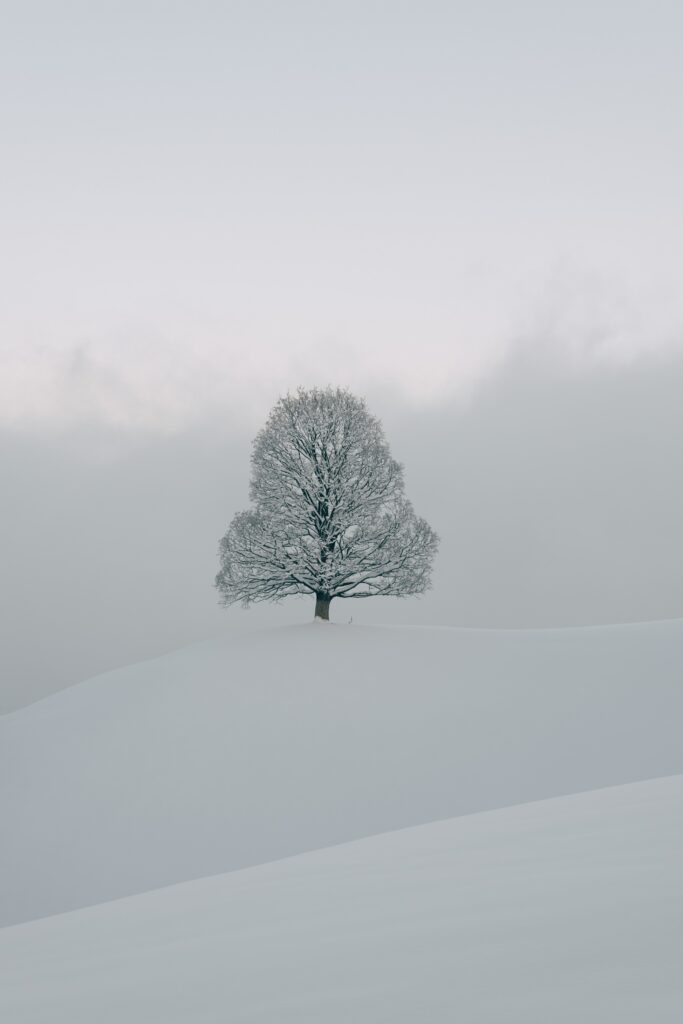 Solitary tree on snow-covered hill in minimalist winter landscape peaceful nature wallpaper