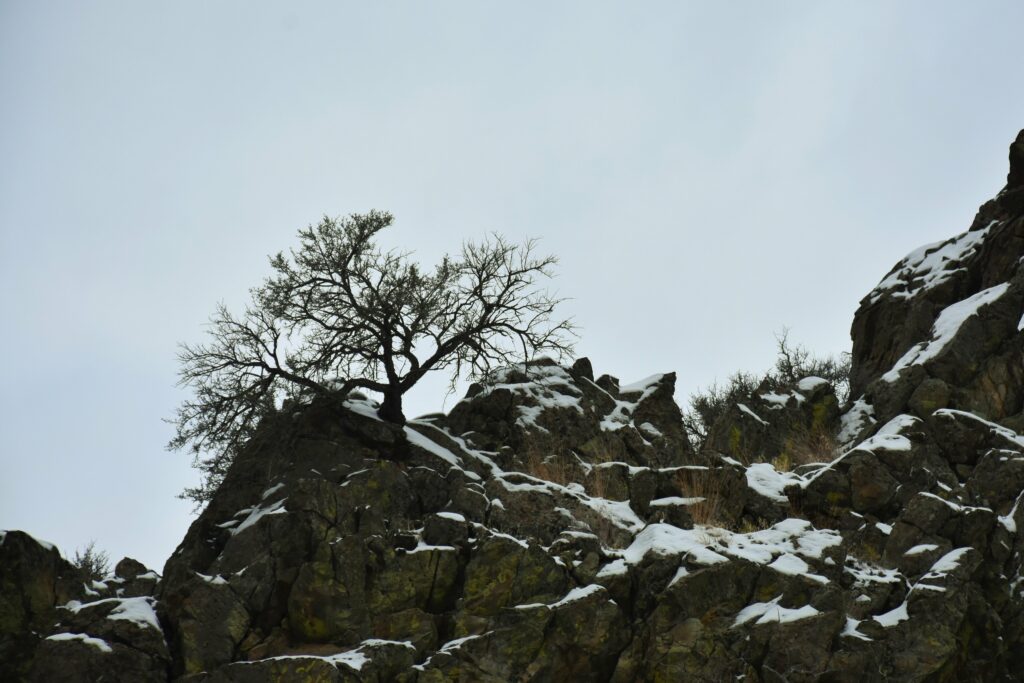 Solitary tree on snow-dusted rugged rocks under pale winter sky peaceful nature landscape wallpaper