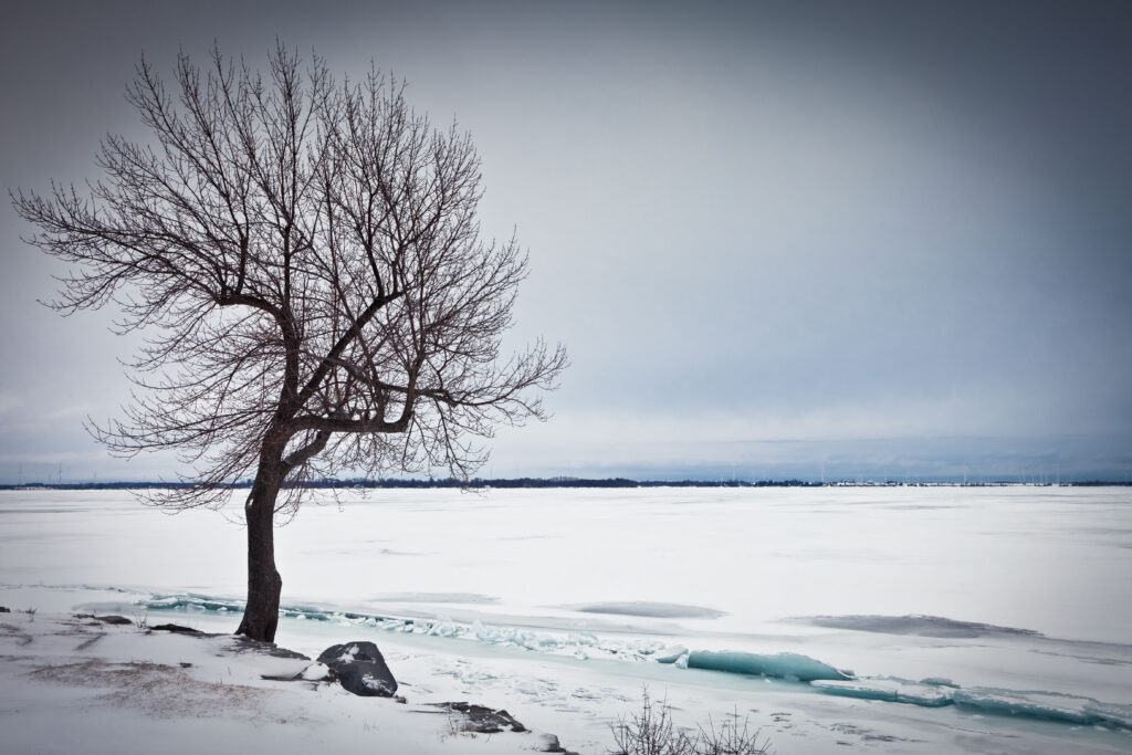 Solitary tree on snowy frozen lake shore with bare branches under overcast winter sky background Wallpaper