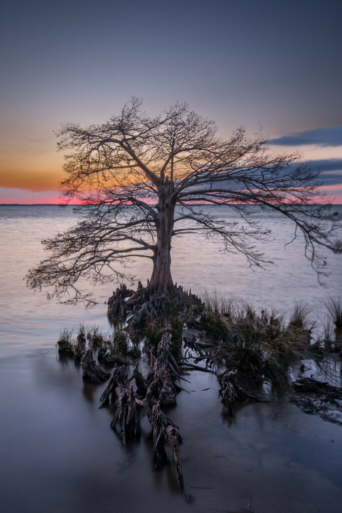 Solitary tree with exposed roots by calm lake reflecting pastel sunset sky serene nature wallpaper