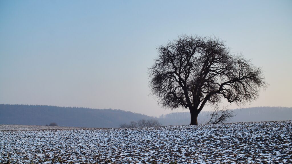Solitary bare tree in snowy field with muted winter colors and peaceful serene sky background Wallpaper