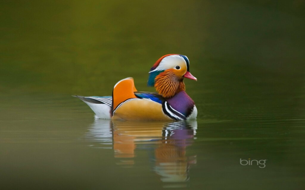 Mandarin Duck's Serene Solitude: A Panoramic Capture in the Lakeside Tranquility Wallpaper