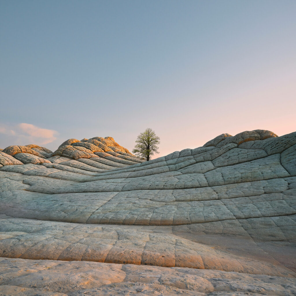 Lone tree on white sandstone formations at sunrise White Pocket Arizona minimalist landscape wallpaper