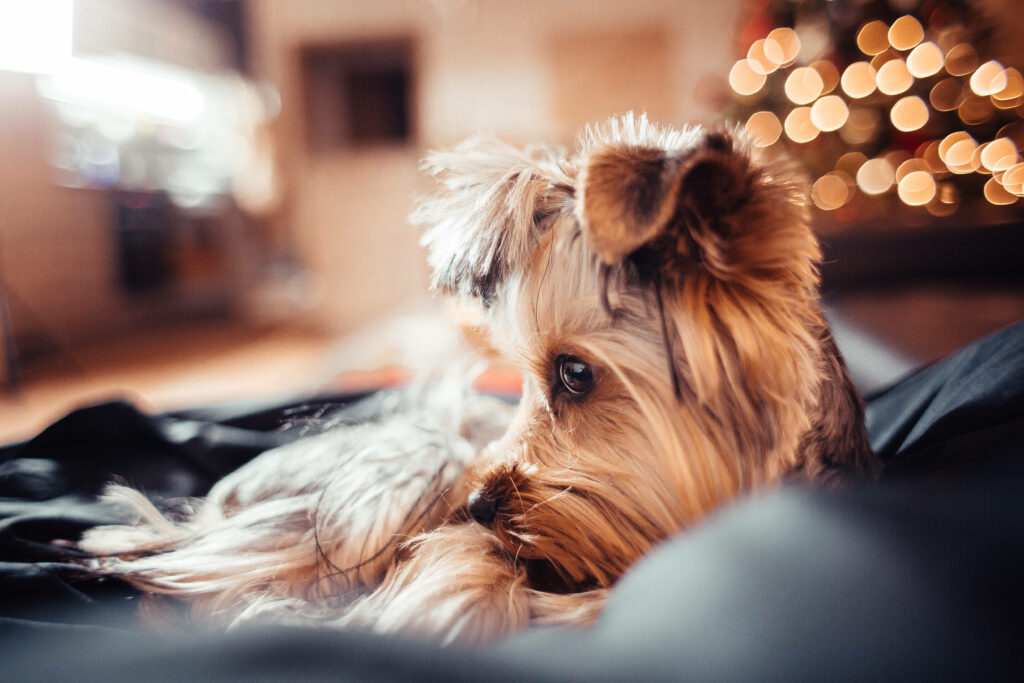 Solitary Pooch in a Stunningly Lit Setting: A Captivating Canine on a Dark Couch Wallpaper