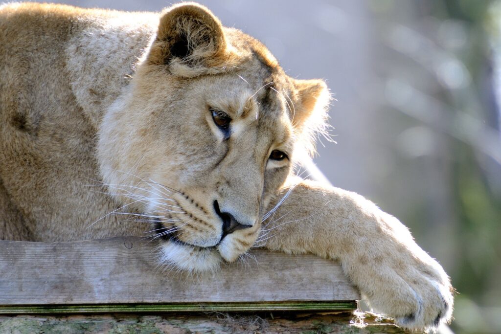 Somber Lion Wallpaper: Peaceful 2560x1707 Image with Natural Background