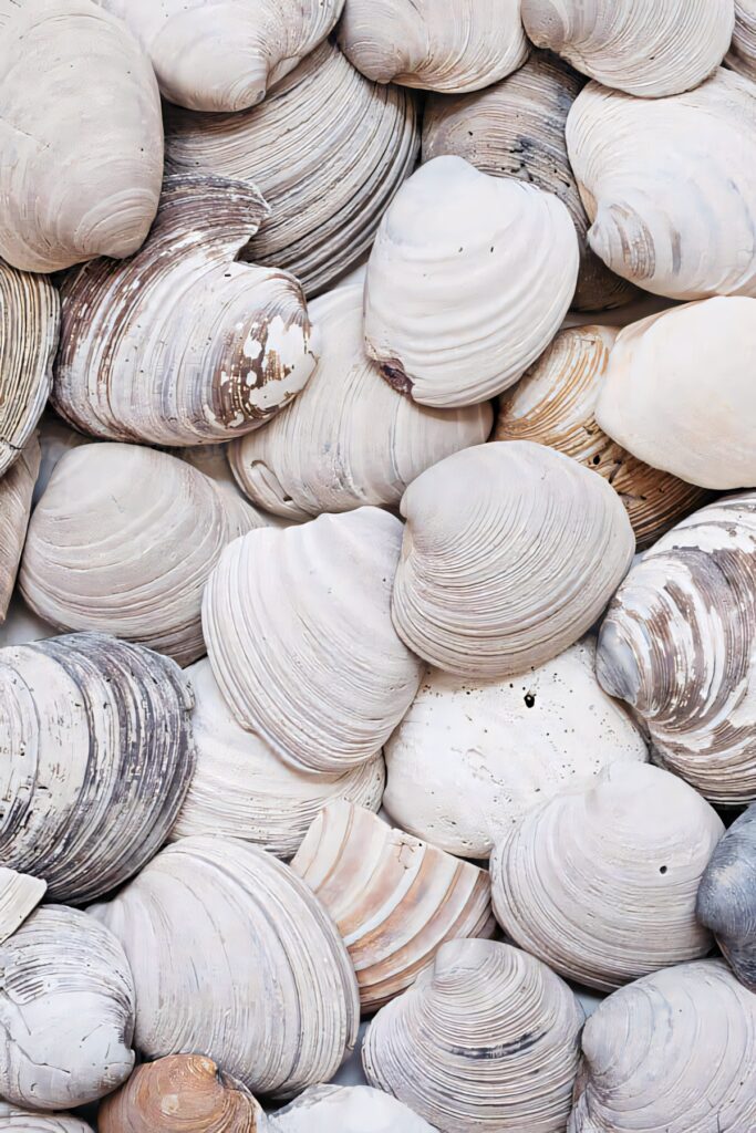 Detailed coastal wallpaper with layered cockle shells in soft whites sandy beiges and grays