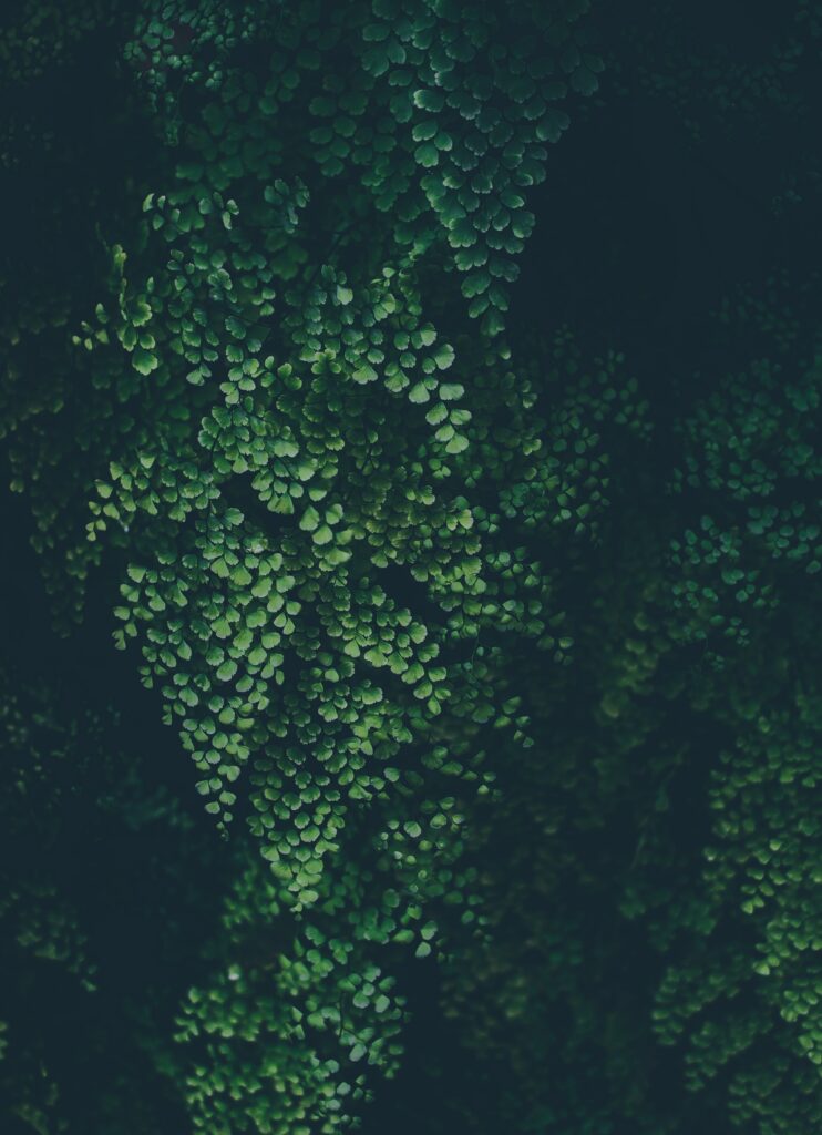 Lush green plant leaves with soft blur creating a calming natural wallpaper background