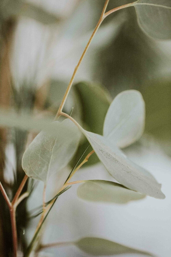 Serene Eucalyptus Wallpaper: Pale Green Leaves for Calm Spaces